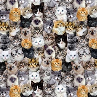 Bild på Multi Packed Mixed Breeds Of Cats C8417-MULT