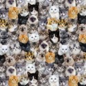 Bild på Mutli Packed Mixed Breeds Of Cats C8417-MULT