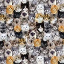 Bild på Mutli Packed Mixed Breeds Of Cats