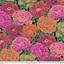 Bild på Tibetan Peony  Red  Philip Jacobs for the Kaffe Fassett Collective PWPJ136.RED