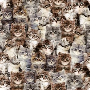Bild på Multi Kittens Digitally Printed