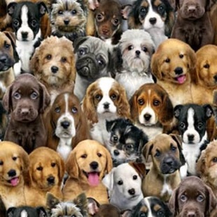 Bild på Multi Packed Dogs By Kimberlin, Keith Elizabeth Studio